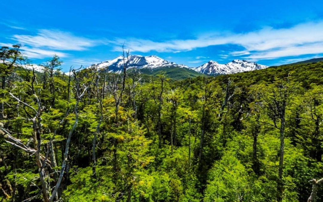La Patagonia y su aporte al ecosistema